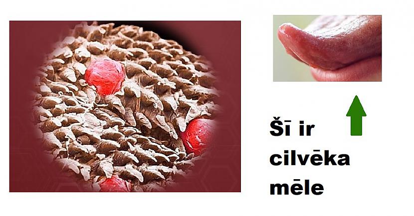 Autors: The Diāna Interesanti: Kā lietas izskatās zem mikroskopa?