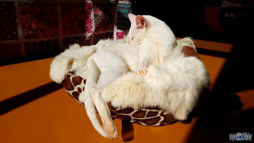 Autors: Minka-Murr Un Pavasaris pienāca skaisti