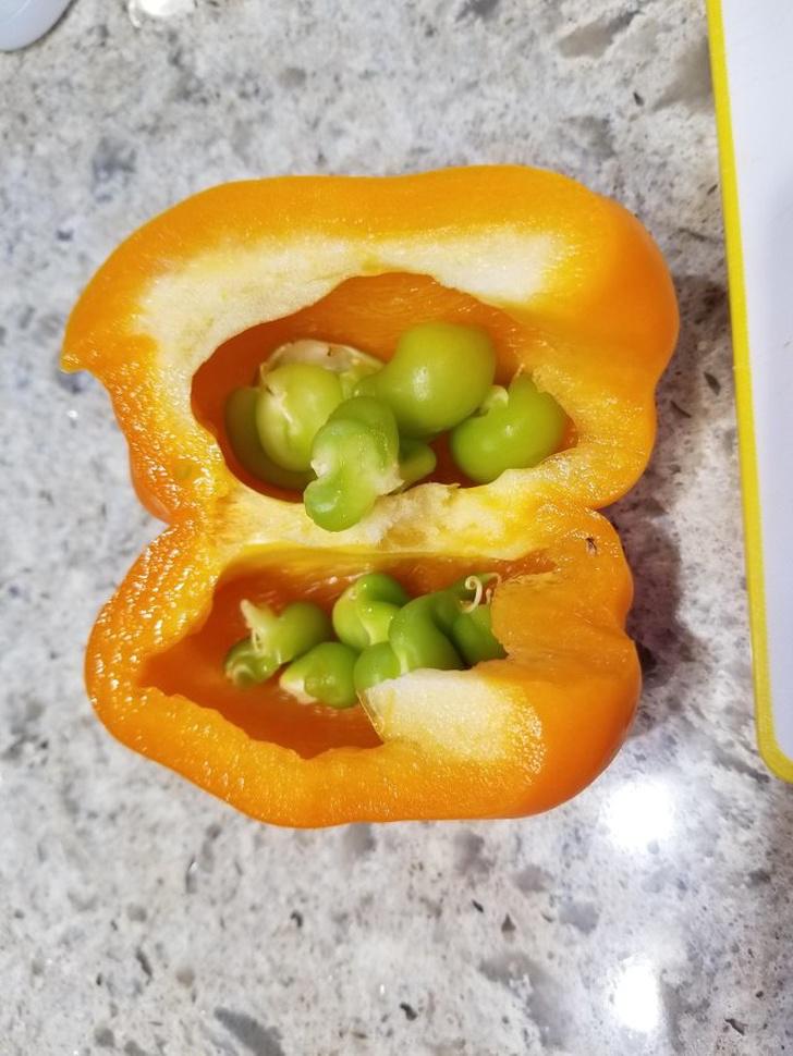 nbspquotMana paprika gaidīja... Autors: Lestets 17 fotogrāfijas, kas parāda, ka pasaulē vēl ir daudz kā pārsteidzoša