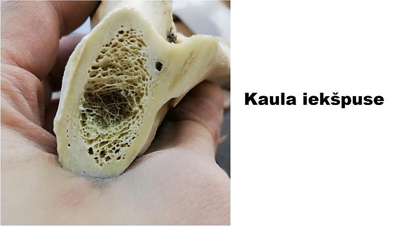 Autors: The Diāna 15 izglītojoši attēli par cilvēka ķermeni