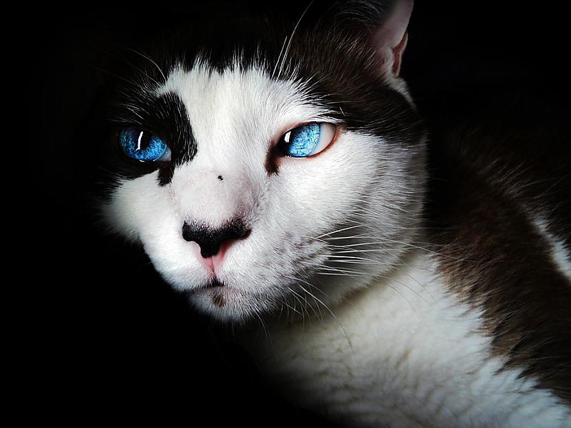 Manas draudzenes kaķis... Autors: Lestets 5 paranormāli gadījumi ar kaķiem