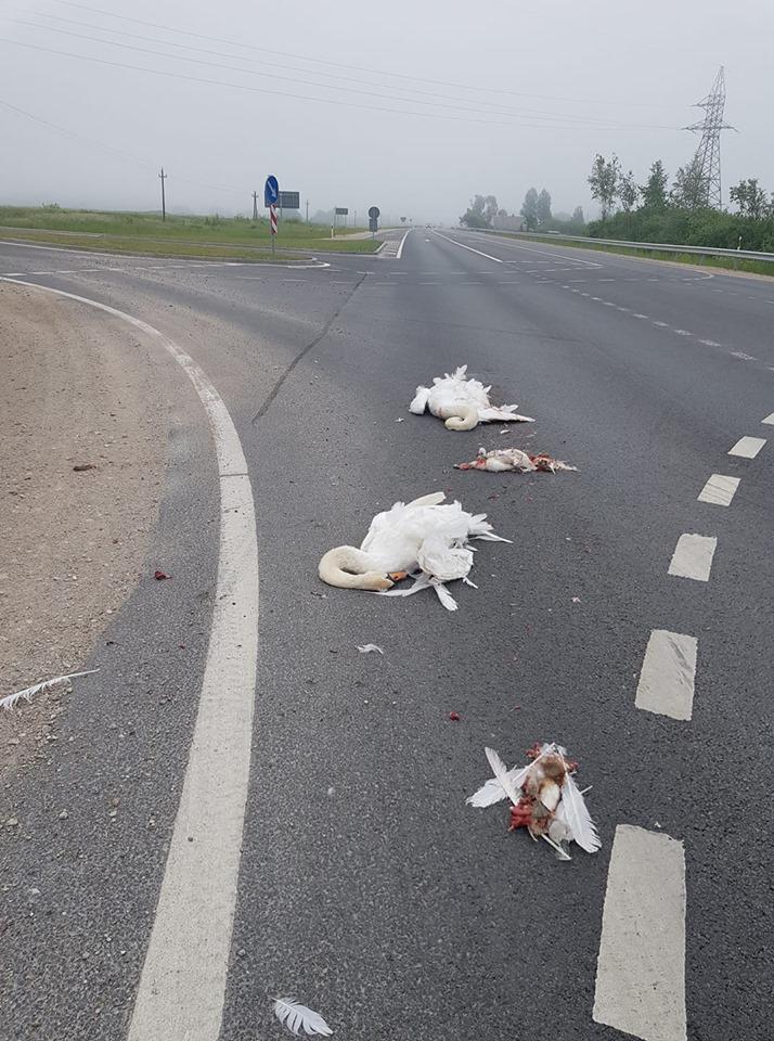 Autors: pyrathe Šorīt uz šosejas A9 nobraukta gulbju ģimene