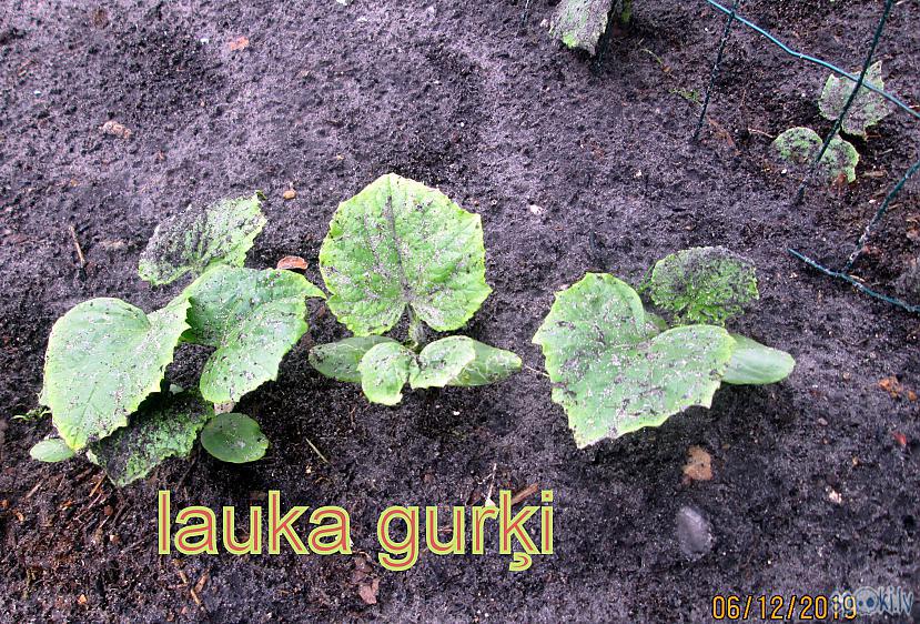 Lauka gurķi pavisam... Autors: rasiks Vētras pēdas manā pusē
