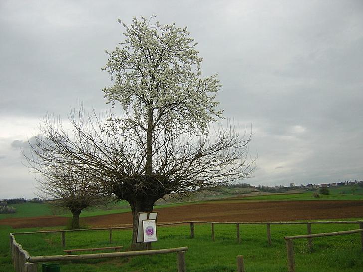Bialbero di CasorzoItālijā... Autors: Lestets 10 īstas vietas, kas šķiet zinātniski neiespējamas