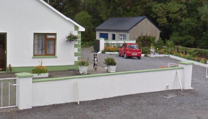 Autors: matilde Foto izlase: Dzīvnieki, kuri netīšām nokļuva «Google Street View»