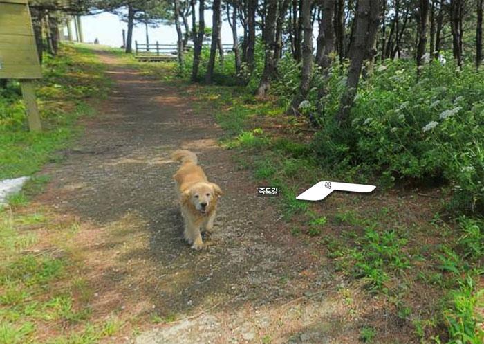 Autors: matilde Foto izlase: Dzīvnieki, kuri netīšām nokļuva «Google Street View»