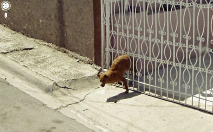 Autors: matilde Foto izlase: Dzīvnieki, kuri netīšām nokļuva «Google Street View»