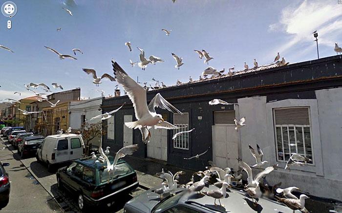 Autors: matilde Foto izlase: Dzīvnieki, kuri netīšām nokļuva «Google Street View»