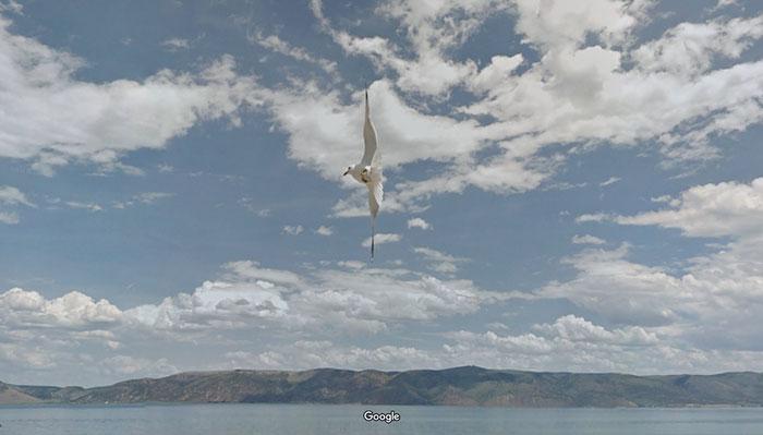 Autors: matilde Foto izlase: Dzīvnieki, kuri netīšām nokļuva «Google Street View»