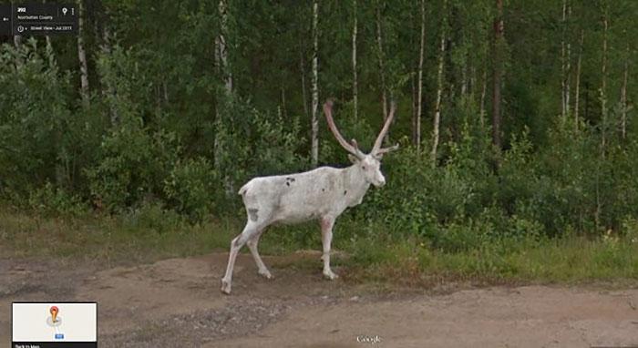 Autors: matilde Foto izlase: Dzīvnieki, kuri netīšām nokļuva «Google Street View»