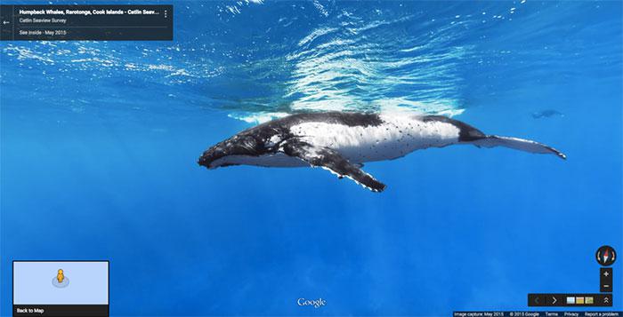 Autors: matilde Foto izlase: Dzīvnieki, kuri netīšām nokļuva «Google Street View»