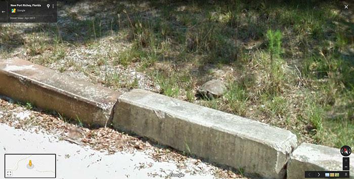 Autors: matilde Foto izlase: Dzīvnieki, kuri netīšām nokļuva «Google Street View»
