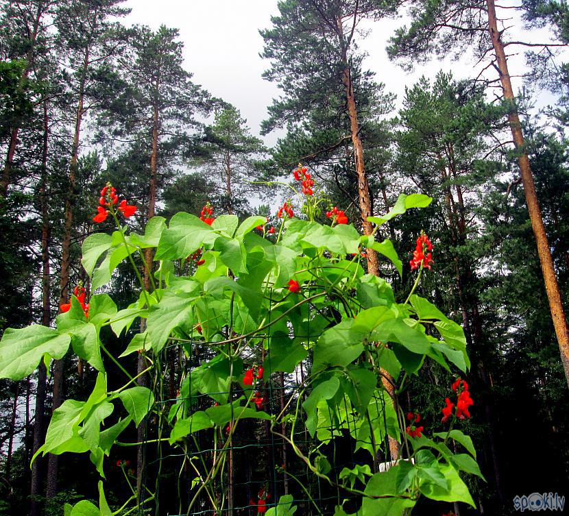 Pupas stiepjas debesīs Autors: rasiks Bildes no neprognozējamās vasaras