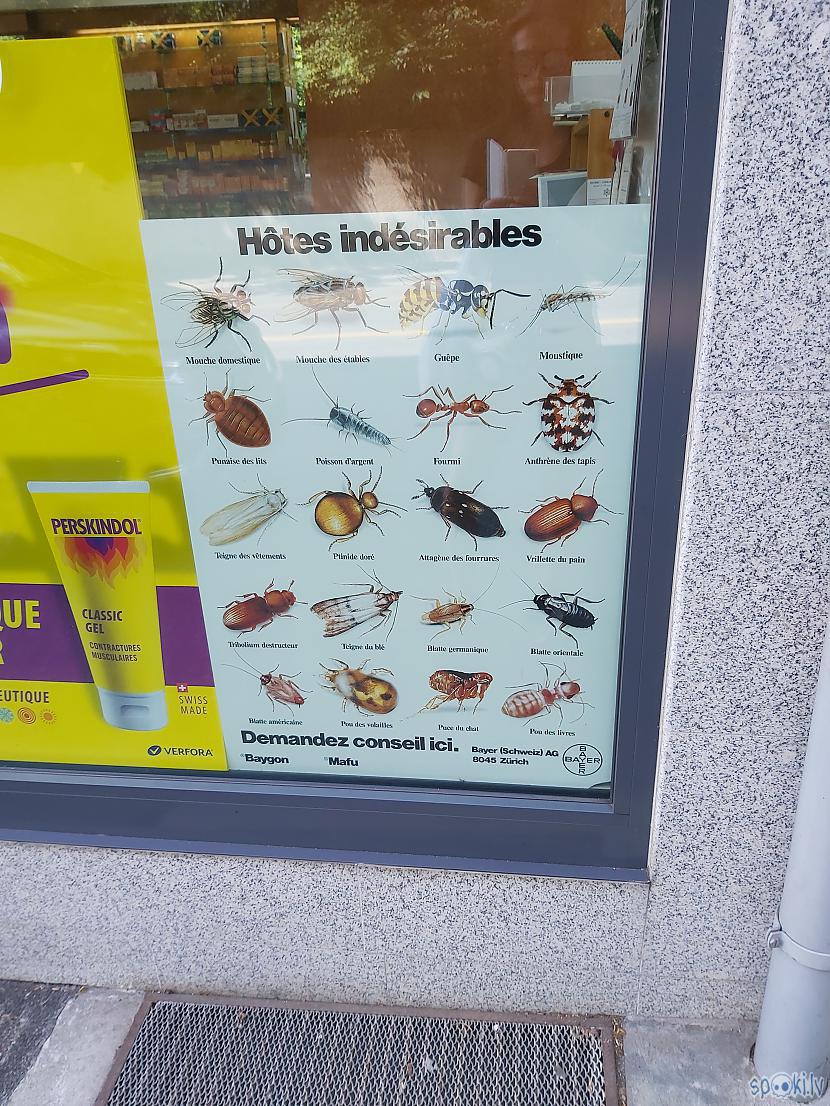 Dažādi insekti un to nosaukumi Autors: The Diāna Ženēva bildēs