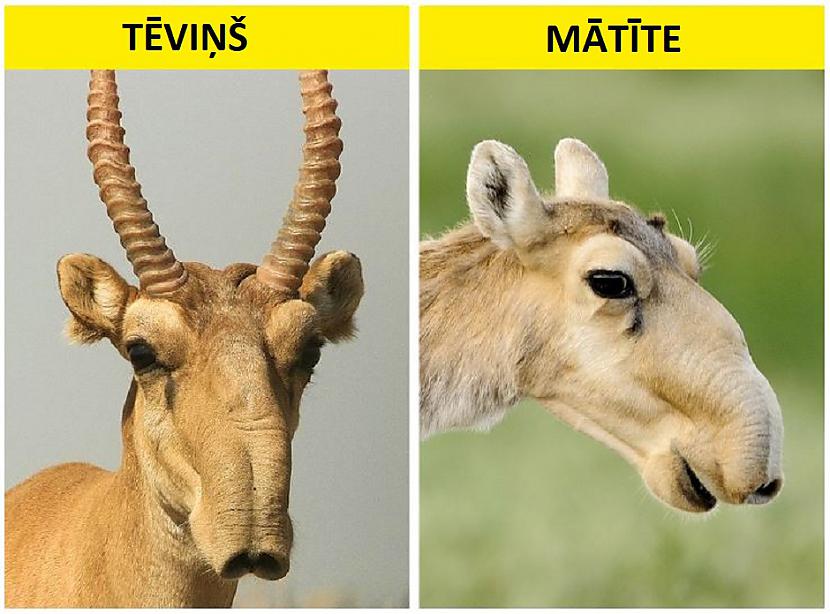 Saigas degunsPateicoties... Autors: Lestets 10 šķietami kļūdainas dzīvnieku adaptācijas, kas patiesībā ir ļoti atjautīgas