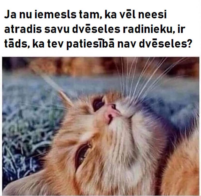 Autors: The Diāna Smieklīgāko joku un memīšu izlase