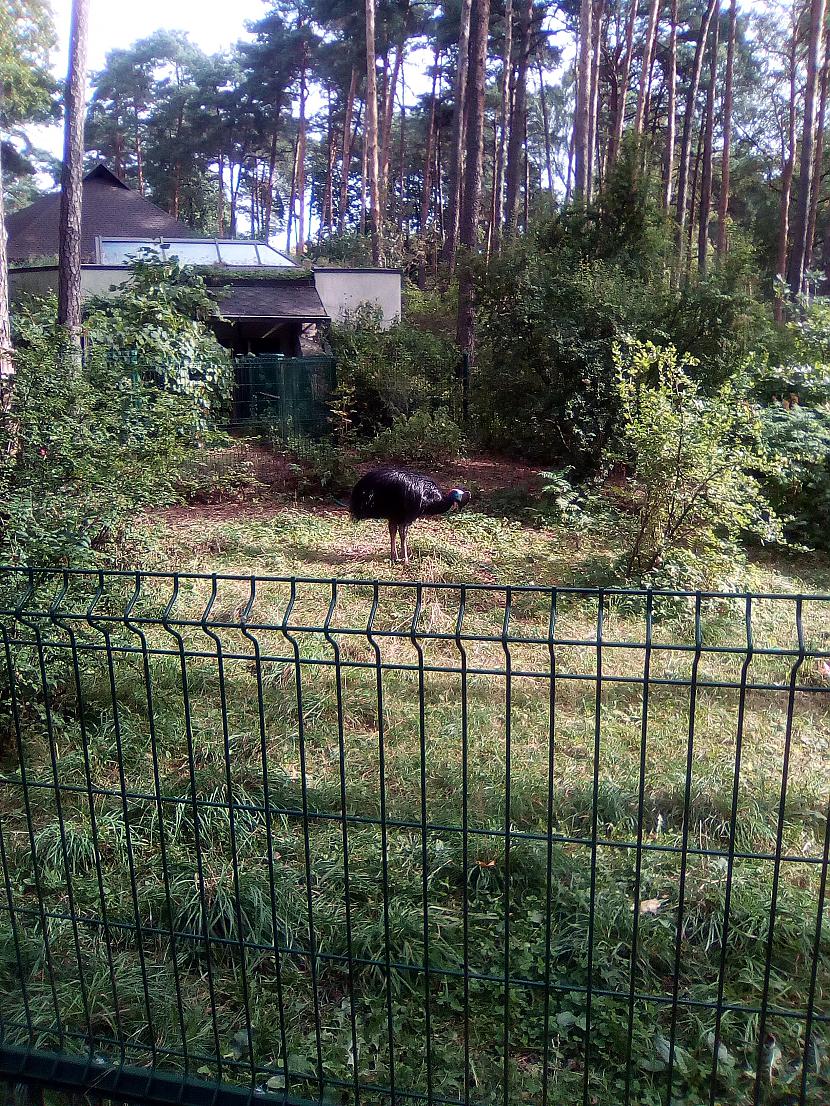 Autors: Drakonvīrs Atkal Rīgas zooloģiskajā dārzā..