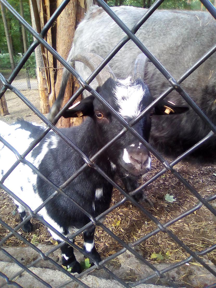 Autors: Drakonvīrs Atkal Rīgas zooloģiskajā dārzā..