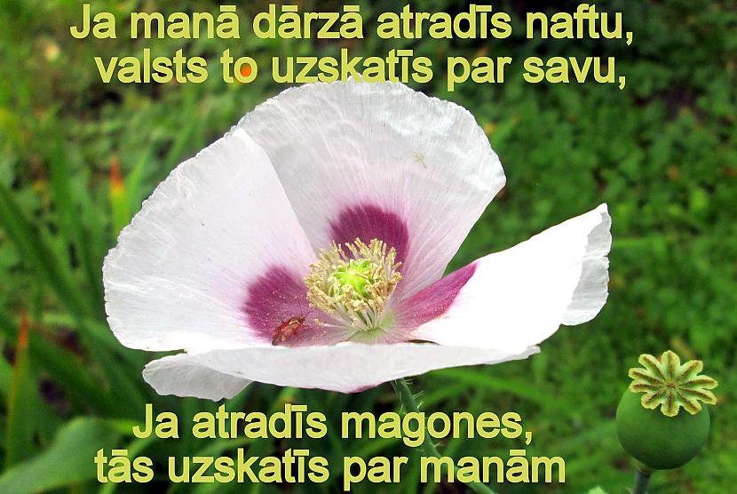 Autors: rasiks Bilžuki par mums pašiem