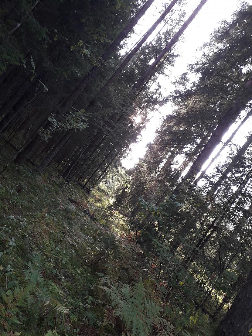 Autors: Griffith Atvaļinājums - 26. augusts, 2019. 2/2 daļa.