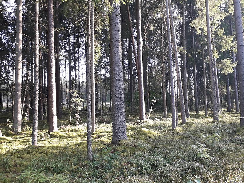 Autors: Griffith Atvaļinājums - 26. augusts, 2019. 2/2 daļa.