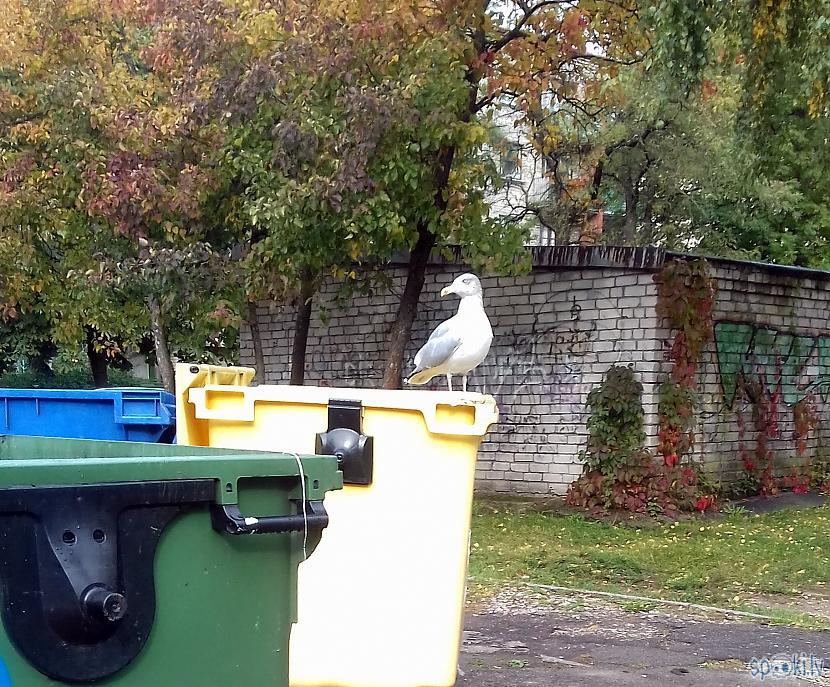 Un dzird jau valodas ka... Autors: rasiks Svarīgi jaunumi