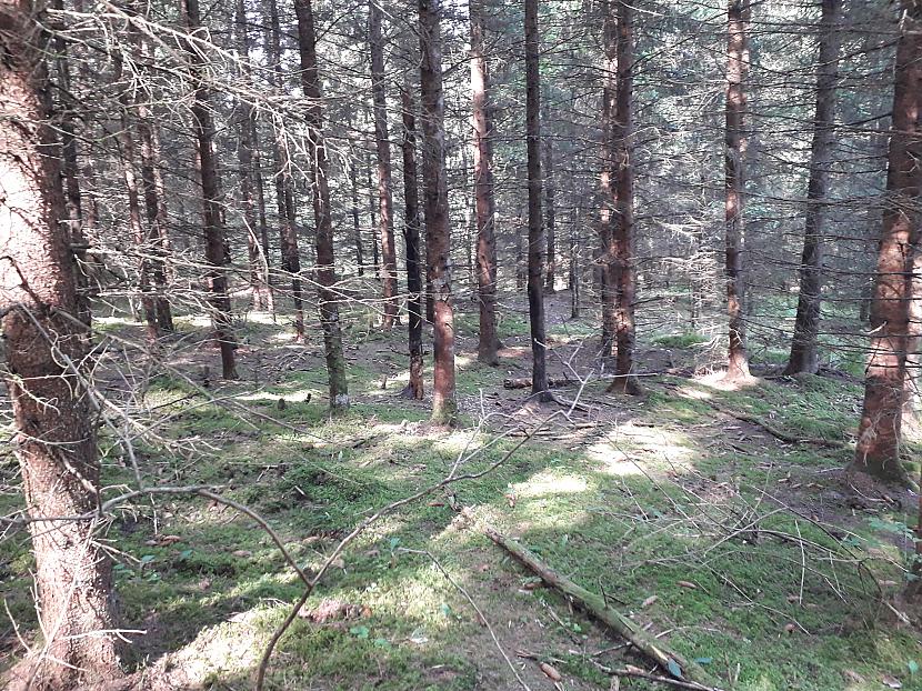 Autors: Griffith Atvaļinājums - 27. augusts, 2019, 2/2 daļa.