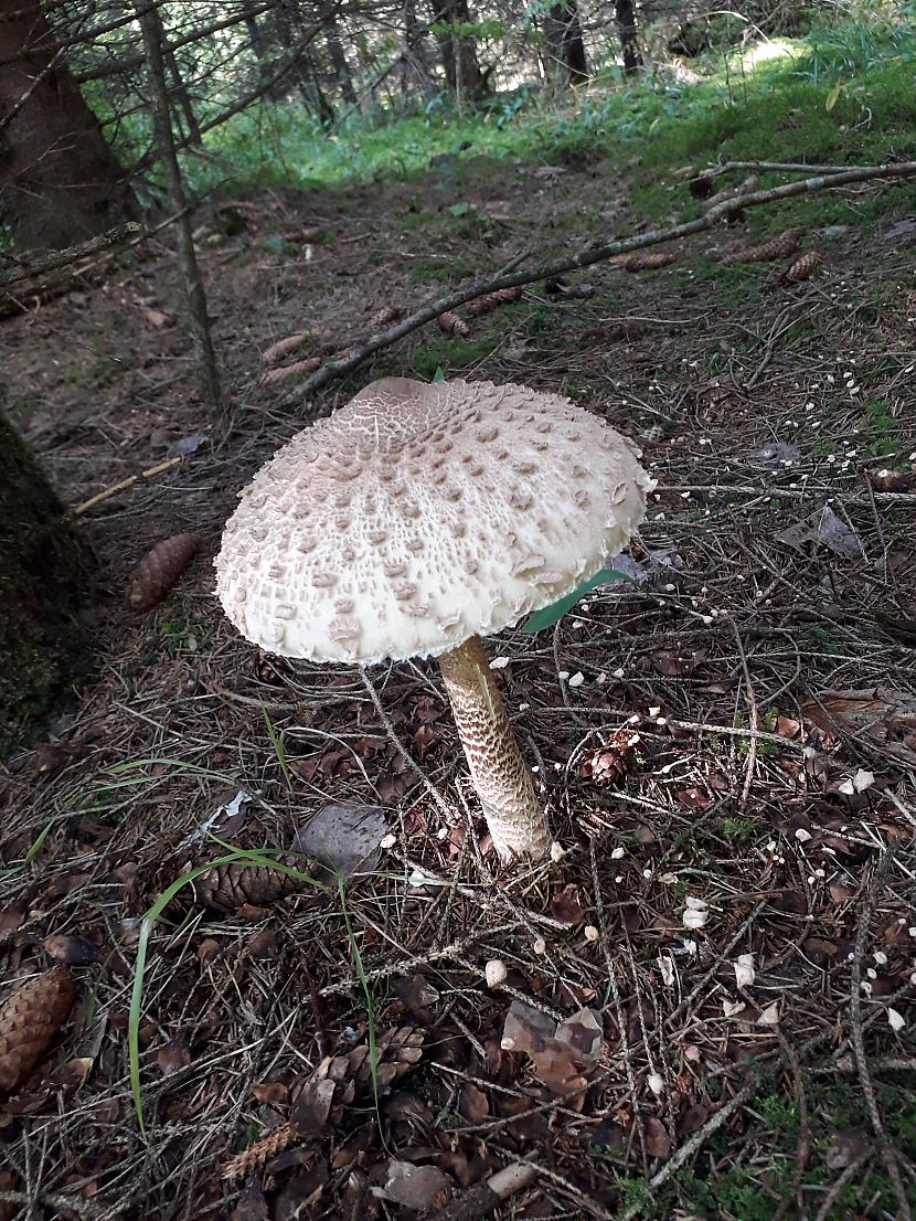 Saulsardzene laba ēdamā sēne Autors: Griffith Atvaļinājums - 27. augusts, 2019, 2/2 daļa.