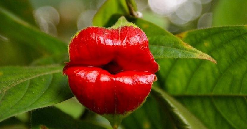 nbspPsychotria elata saukts... Autors: Lestets 13 interesanti fakti, kurus ir vērts zināt