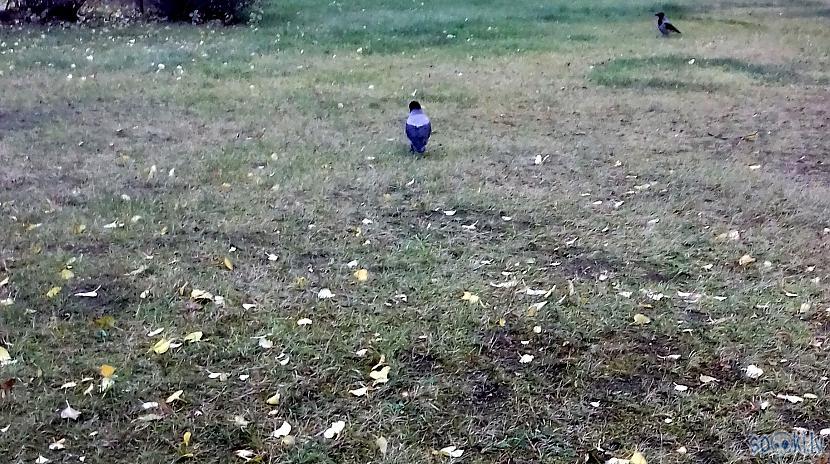 Vai atceramies to kā nesen... Autors: rasiks Nu aizvests melnos maisos...