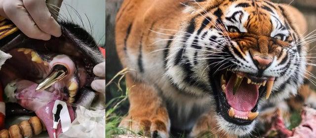 Populāra bilde scaronobrīd ... Autors: Krixee Fascinējošo bilžu izlase 2