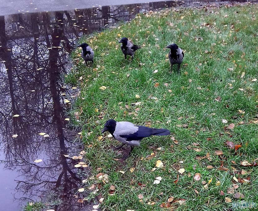 Scaronīs peļķes malā daži... Autors: rasiks Fotosesija ar vārnu