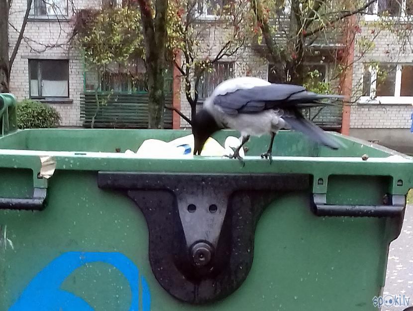Un noslēdzot scarono nelielo... Autors: rasiks Fotosesija ar vārnu