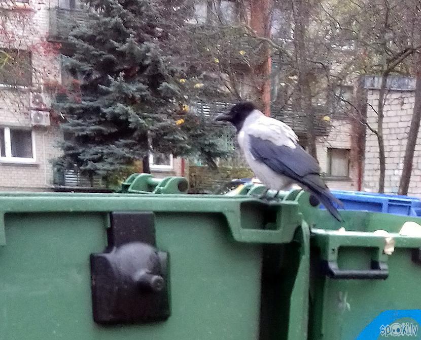 Nu jau pirmai reizei pietiks Autors: rasiks Fotosesija ar vārnu