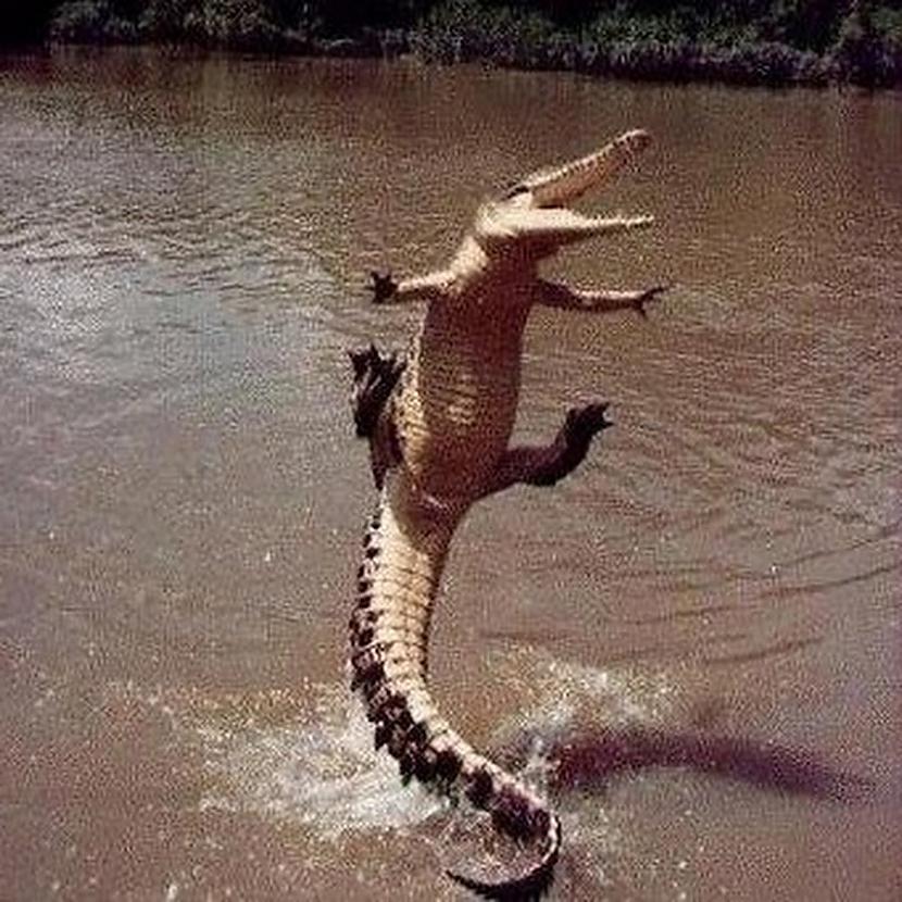 Aligators1887 gadā... Autors: StāvNoVakardienas Dīvainas lietas, kas kritušas no debesīm 2. daļa