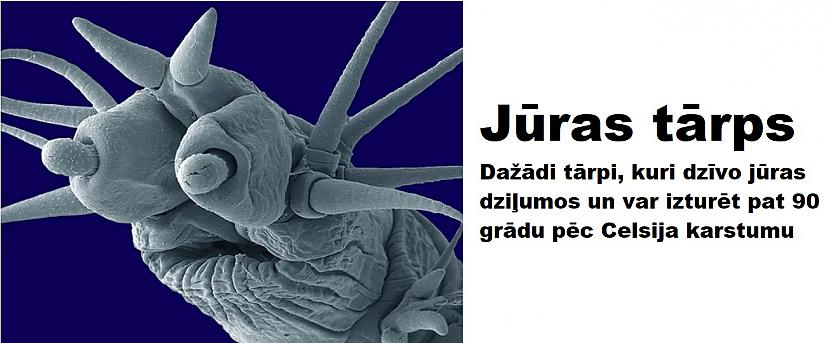 Autors: The Diāna Mikroskopa uzņēmumi, kurus mēs negribētu redzēt (26 attēli)