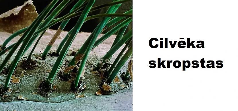 Autors: The Diāna Mikroskopa uzņēmumi, kurus mēs negribētu redzēt (26 attēli)