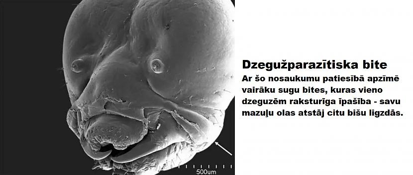 Autors: The Diāna Mikroskopa uzņēmumi, kurus mēs negribētu redzēt (26 attēli)