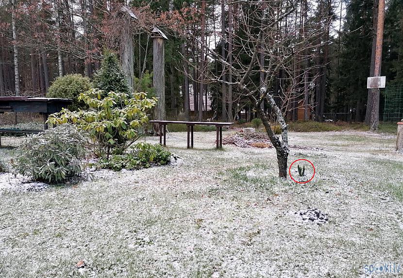 Te zemi klāj plāna baltu... Autors: rasiks Laika apstākļu nianses bildēs