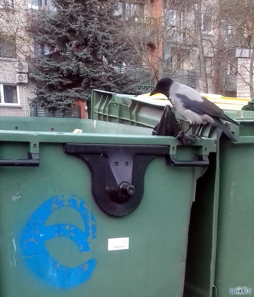 Cilvēkiem ar atkritumunbsp... Autors: rasiks Vārnu izklaides