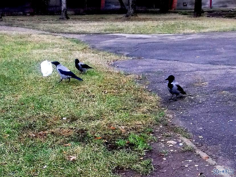 Varbūt ar trescaronās padomu... Autors: rasiks Vārnu izklaides