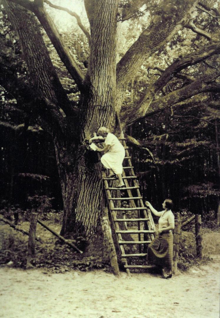 1890gadā kāda vietējā... Autors: The Diāna Šis, iespējams, ir romantiskākais koks pasaulē