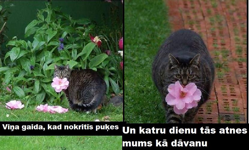Autors: The Diāna Smieklīgas kaķu bildes labākam noskaņojumam (21 attēls)