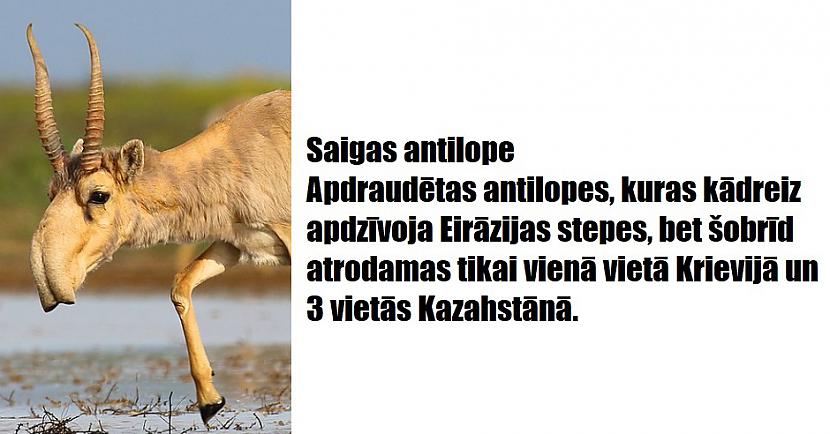 Autors: The Diāna 16 apbrīnojami dzīvnieki, kurus radījusi Māte Daba