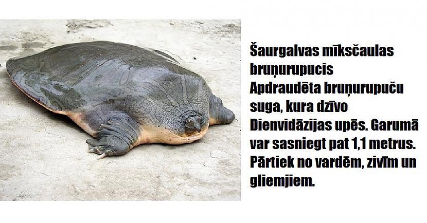 Autors: The Diāna 16 apbrīnojami dzīvnieki, kurus radījusi Māte Daba