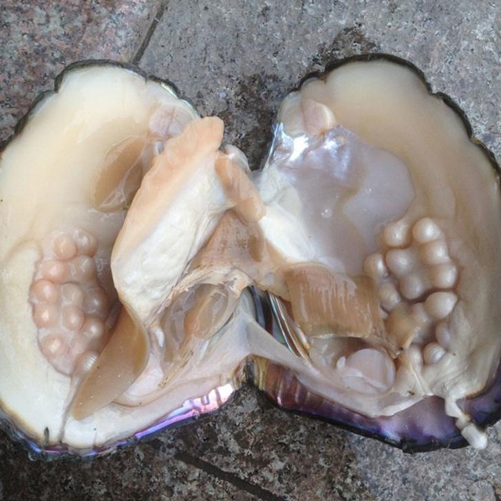 Lūk kā austerēs iekscaronā... Autors: The Diāna 20+ vizuāli pierādījumi tam, ka pasaule ir brīnumu pilna