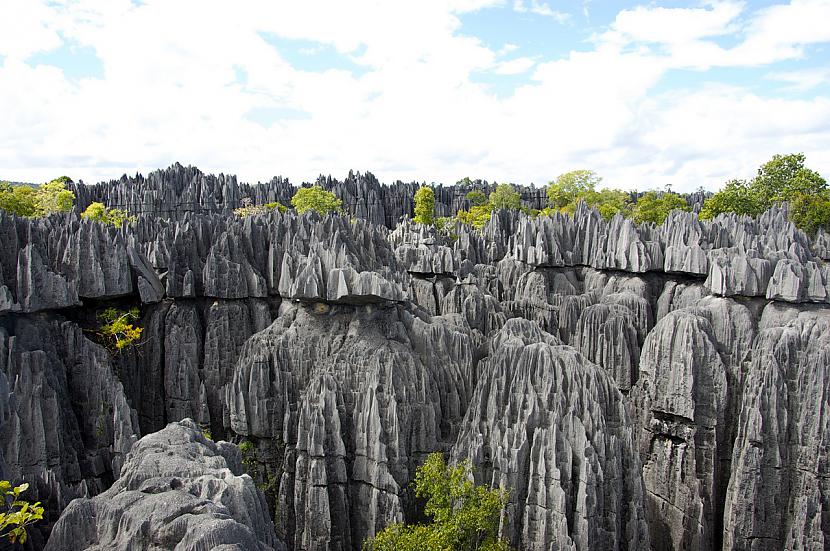 Madagaskarā ir quotmežs... Autors: 90w@speles Interesanti fakti.