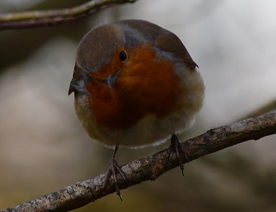 Žabļa vai nežabļa