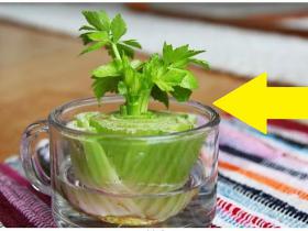 8 augi, kurus vienu reizi nopērc, bet lieto vairākkārtēji