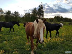 Pirmo reizi viņa mani pievīla.